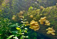 A Popular Gourmet Mushroom Is Escaping Gardens and Invading US Forests