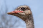 Gunshots Heard at Canadian Ostrich Farm, Signaling Start of Controversial Cull