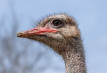 Gunshots Heard at Canadian Ostrich Farm, Signaling Start of Controversial Cull