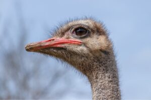 ostrich