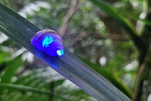 partula-snail-glow-in-the-dark-close-up