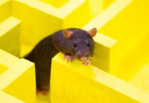 ChatGPT’s Browser Bot Seems to Avoid New York Times Links Like a Rat Who Got Electrocuted