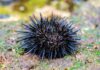 Sea Urchins Are Basically Brains Covered in Spikes, Study Finds