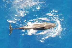 short-finned-pilot-whales