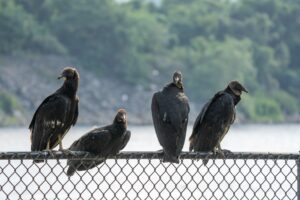 blackvultures